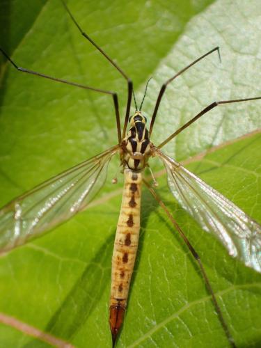 Nephrotoma flavescens